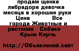 продам щенка лабрадора девочка 2 месяца в хорошие руки › Цена ­ 8 000 - Все города Животные и растения » Собаки   . Крым,Керчь